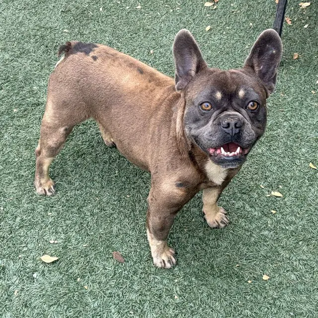 Turbo - French Bulldog