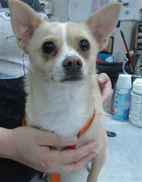 picture of the dog needing adoption