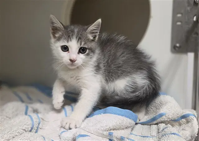 Bubba - Domestic Medium Hair