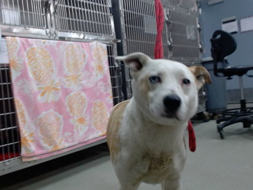 picture of the dog needing adoption