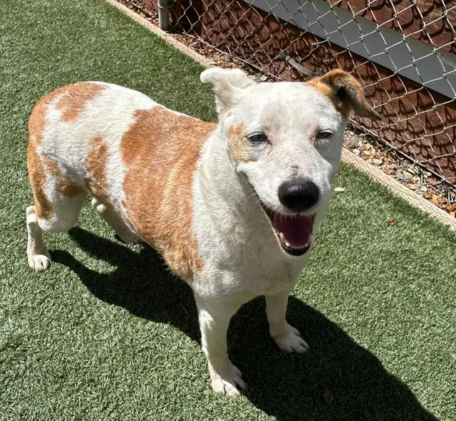 Manchas - Queensland Heeler