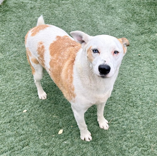 picture of the dog needing adoption