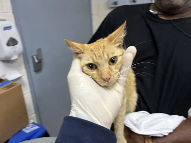 Merida - Domestic Short Hair