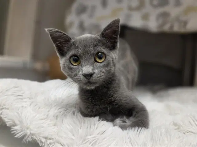 Raya - Domestic Short Hair