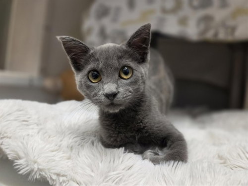 picture of the cat needing adoption