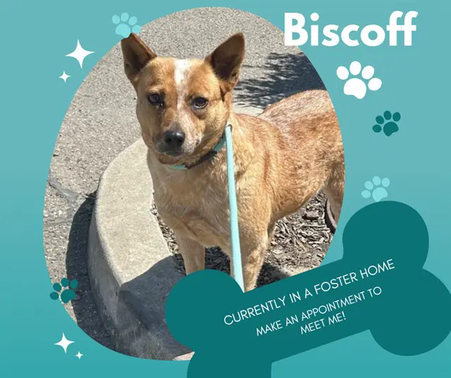 Biscoff - Queensland Heeler