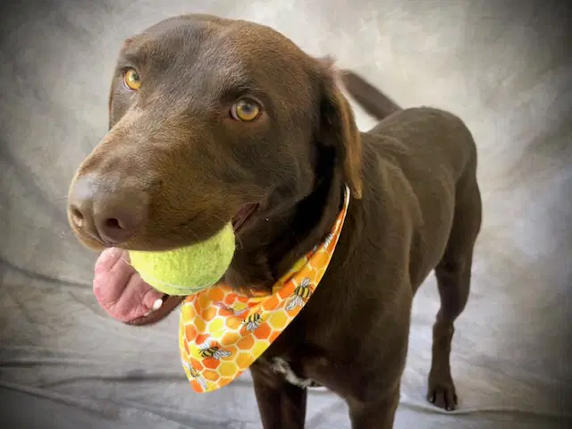 Axel - Labrador Retriever