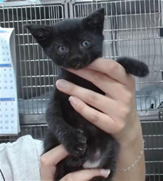 Asher - Domestic Medium Hair