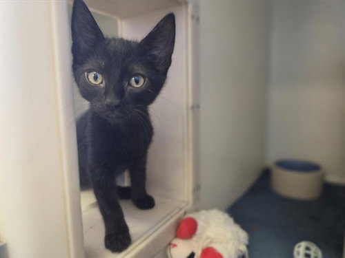 picture of the cat needing adoption