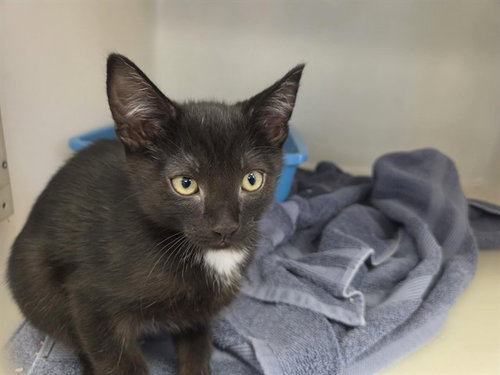 picture of the cat needing adoption