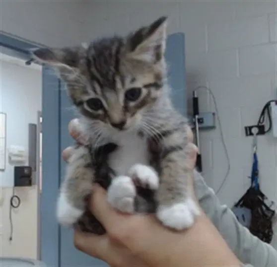 Calipso - Domestic Short Hair