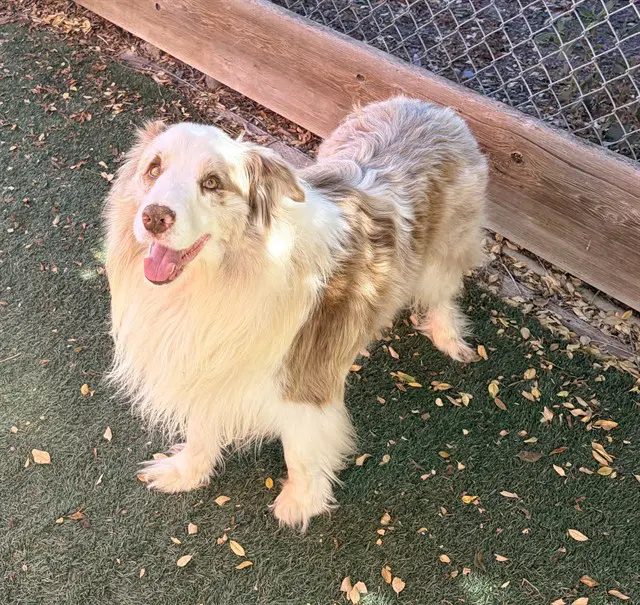 Rex - Australian Shepherd