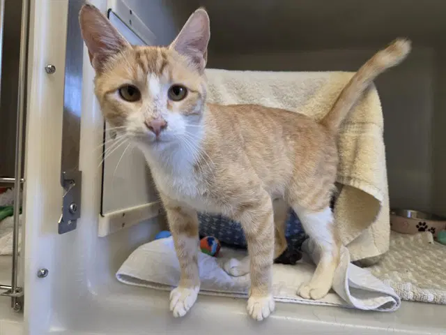 Toffee - Domestic Short Hair