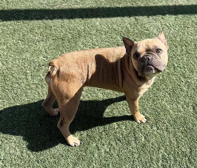 Hank