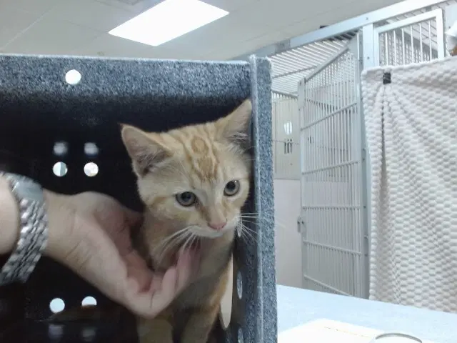 Pete - Domestic Short Hair