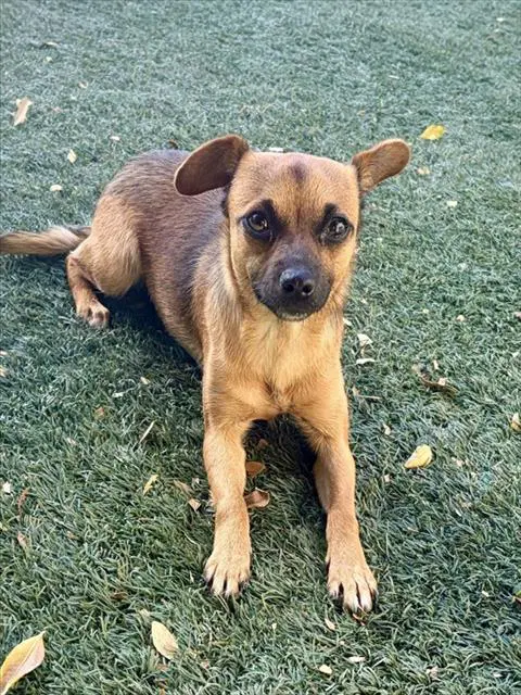 Harmony - Chihuahua