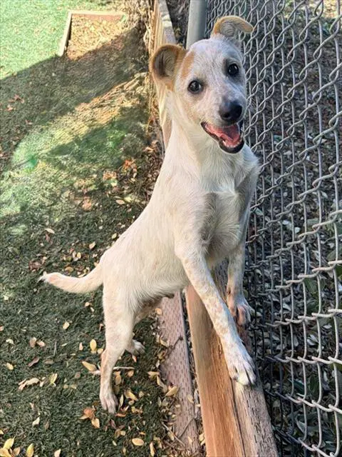 Pin Pon - Queensland Heeler