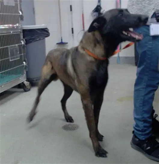 Rudy image 1
