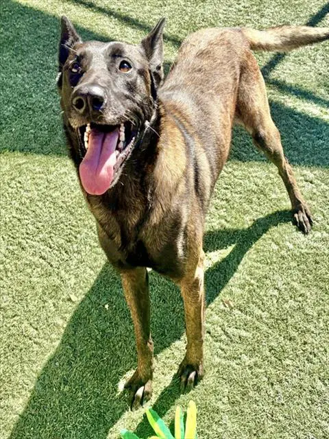 Rudy - Belgian Shepherd Malinois
