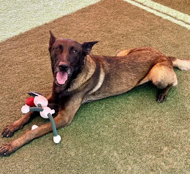 Rudy - Belgian Shepherd Malinois
