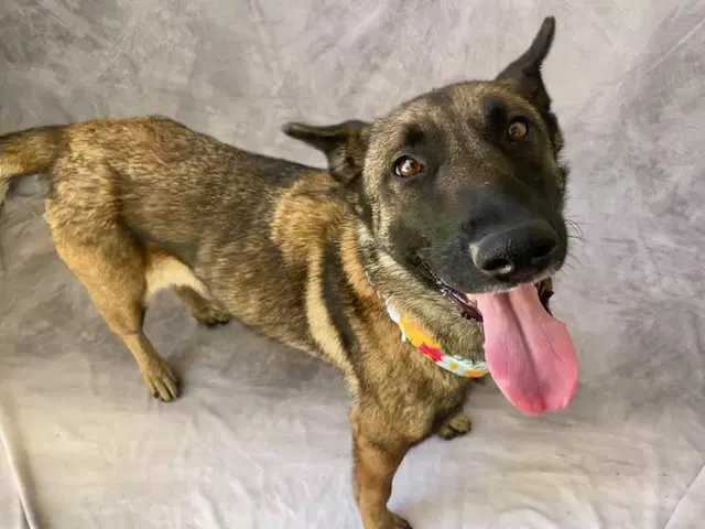 Alvida - Belgian Shepherd Malinois