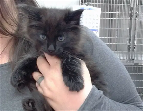 Atticus - Domestic Medium Hair