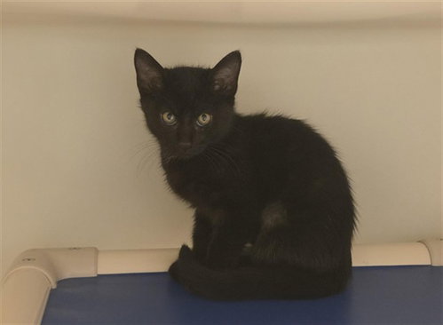 picture of the cat needing adoption