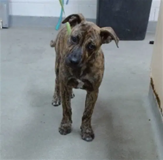 Annie - Plott Hound