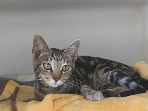 picture of the cat needing adoption