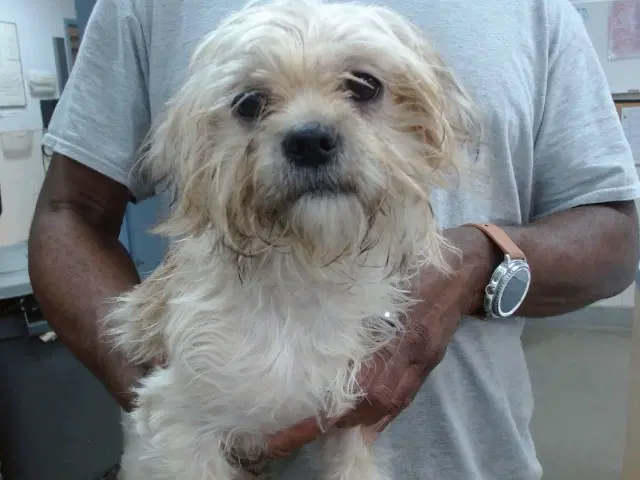 Roo - Maltese