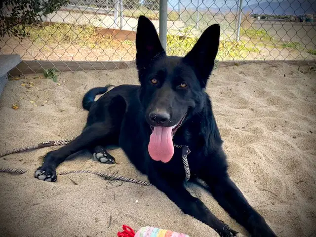 Bruce - German Shepherd Dog