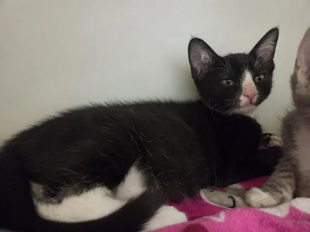 Chip - Domestic Short Hair