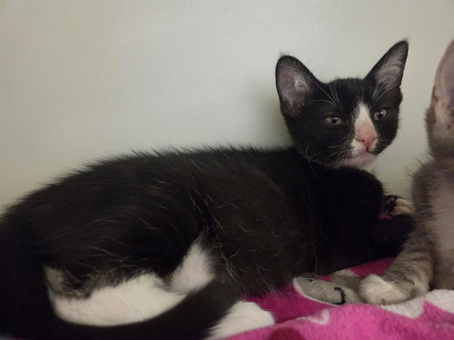 picture of the cat needing adoption