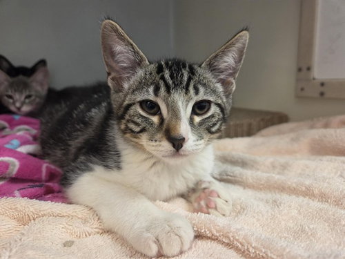 picture of the cat needing adoption