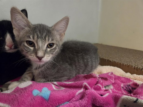 picture of the cat needing adoption