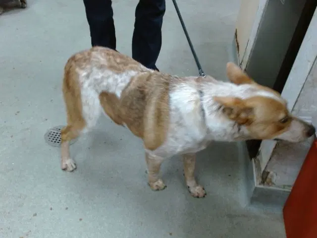 Forrest - Queensland Heeler