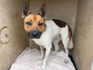 Buttercup - Queensland Heeler