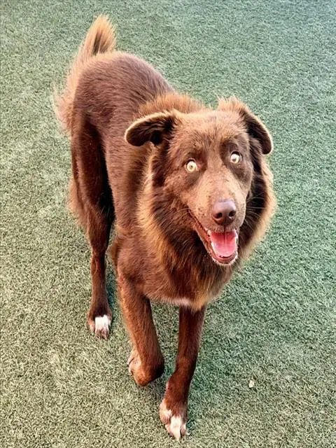 Reggie - Australian Shepherd