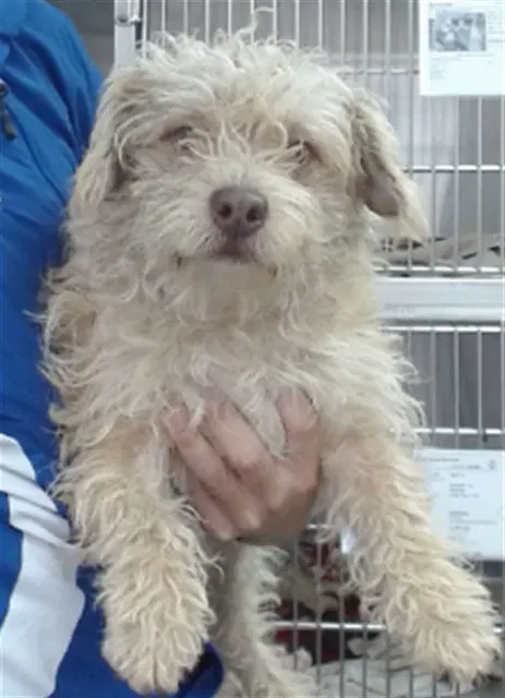 Otto - Terrier