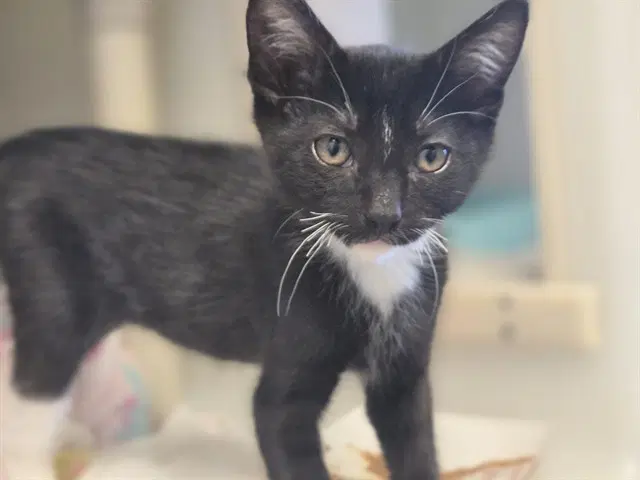 Theo - Domestic Short Hair