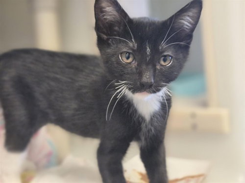 picture of the cat needing adoption
