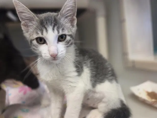 Cleo - Domestic Short Hair