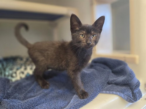 picture of the cat needing adoption