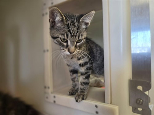 picture of the cat needing adoption