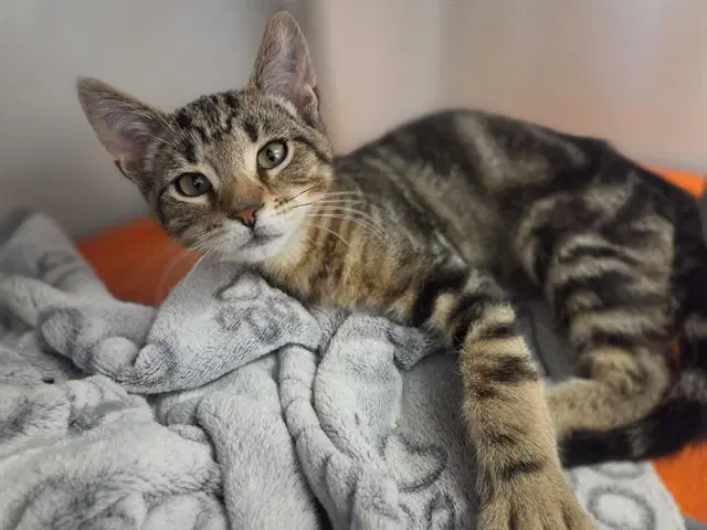 Cosmo - Domestic Short Hair