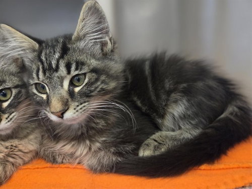 picture of the cat needing adoption