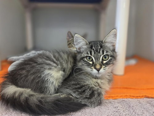 picture of the cat needing adoption