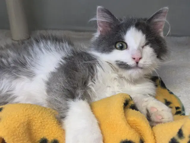Fred - Domestic Medium Hair
