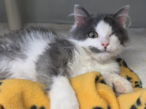 picture of the cat needing adoption