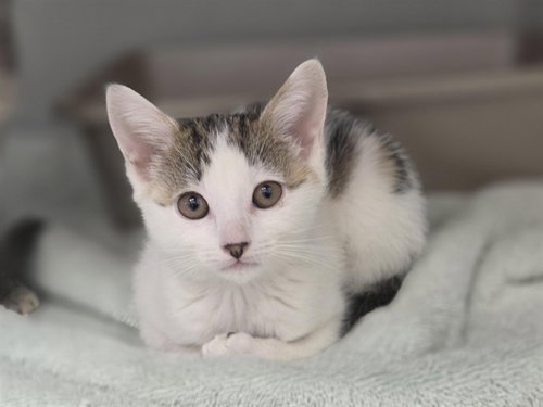 picture of the cat needing adoption